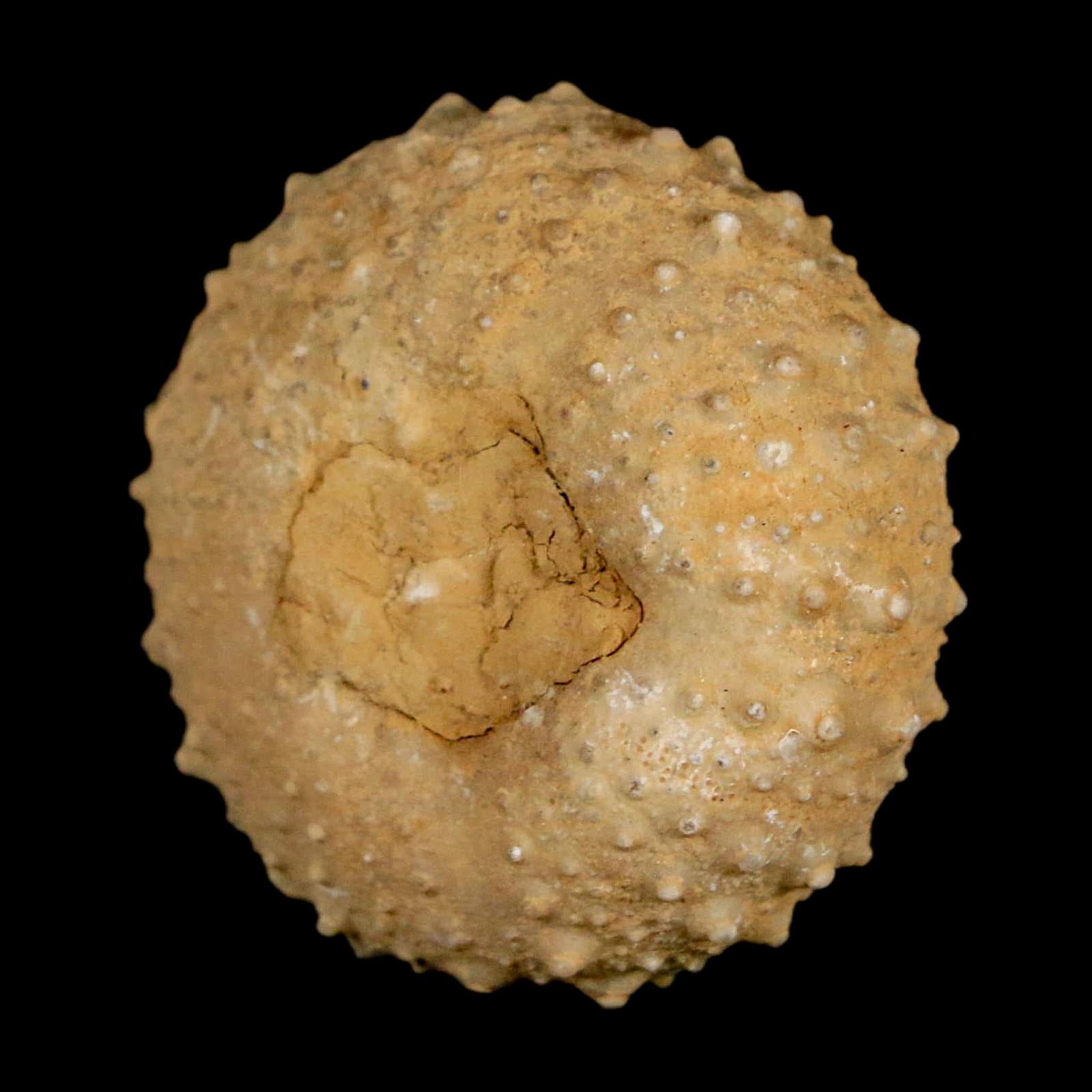 31MM Detailed Fossil Tetragramma Marticense Sea Urchin Echinoid Cretaceous - Fossil Age Minerals