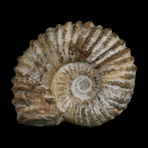 5.1" Acanthoceras Ammonite Fossil Agadir Morocco 360 Million Year Old COA - Fossil Age Minerals