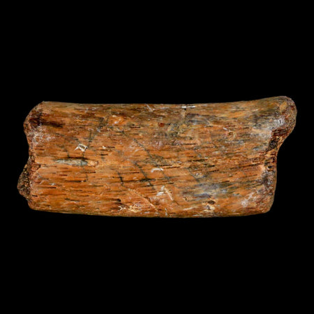 2" Mosasaur Fossil Rib Section Cretaceous Dinosaur Era Texas Ozan FM COA