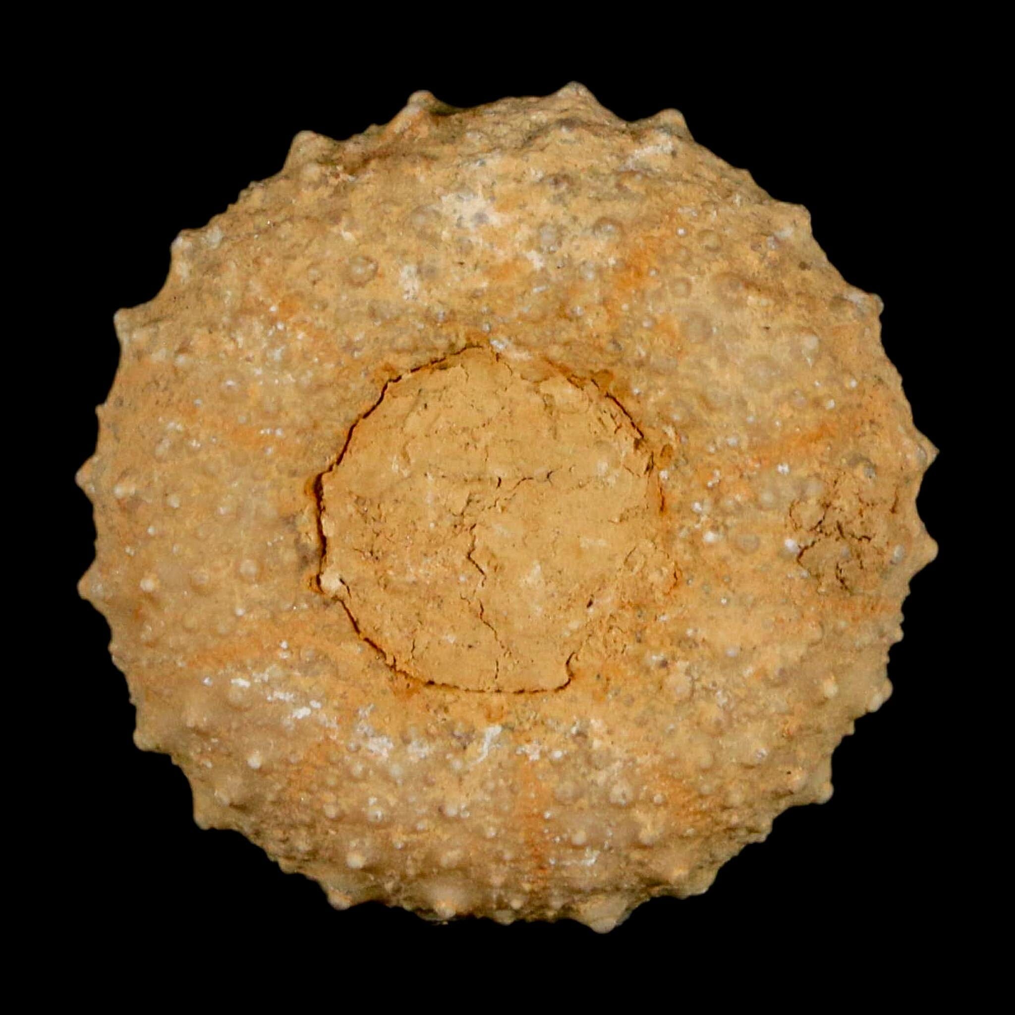 31MM Detailed Fossil Tetragramma Marticense Sea Urchin Echinoid Cretaceous - Fossil Age Minerals