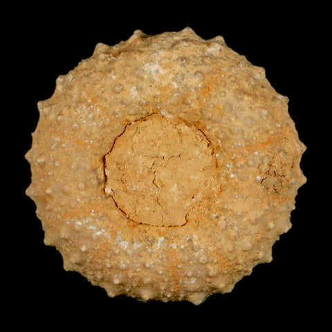 31MM Detailed Fossil Tetragramma Marticense Sea Urchin Echinoid Cretaceous