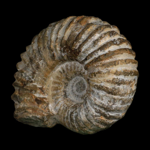 5.1" Acanthoceras Ammonite Fossil Agadir Morocco 360 Million Year Old COA - Fossil Age Minerals