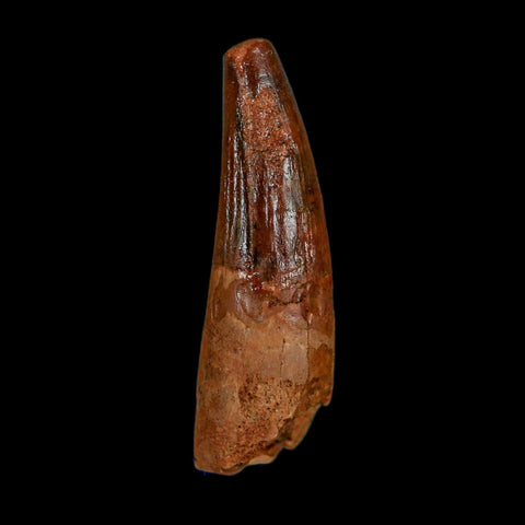 1.6" Spinosaurus Fossil Tooth 100 Million Years Old Cretaceous Dinosaur COA Stand - Fossil Age Minerals