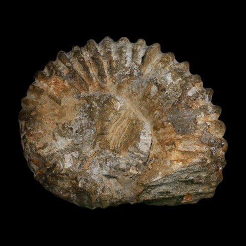 5.1" Acanthoceras Ammonite Fossil Agadir Morocco 360 Million Year Old COA - Fossil Age Minerals