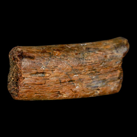 2" Mosasaur Fossil Rib Section Cretaceous Dinosaur Era Texas Ozan FM COA - Fossil Age Minerals