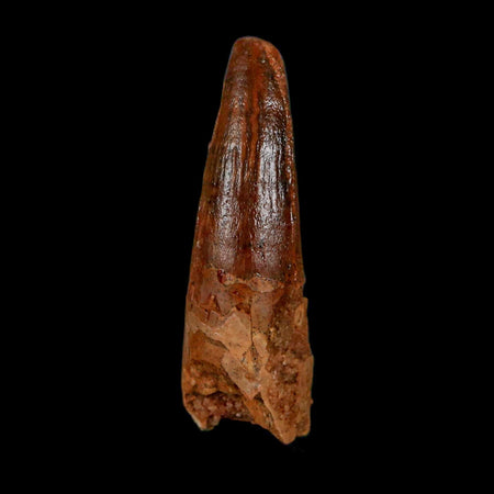 1.6" Spinosaurus Fossil Tooth 100 Million Years Old Cretaceous Dinosaur COA Stand