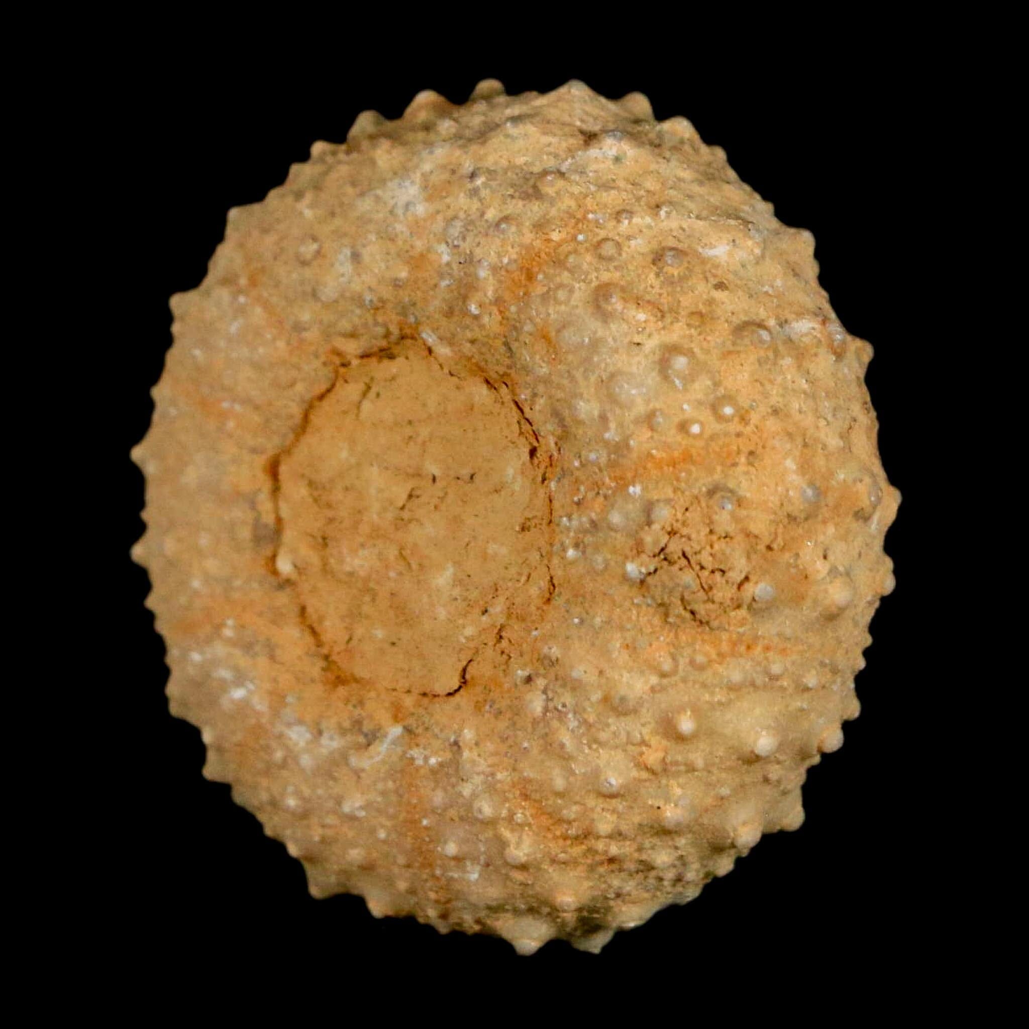 31MM Detailed Fossil Tetragramma Marticense Sea Urchin Echinoid Cretaceous - Fossil Age Minerals