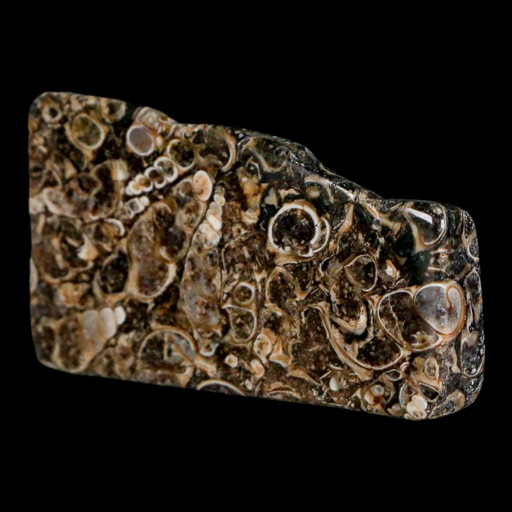 2.2" Polished Cut Slab Of Fossil Turritella Shells Eocene Age Wyoming Gastropod Shells - Fossil Age Minerals