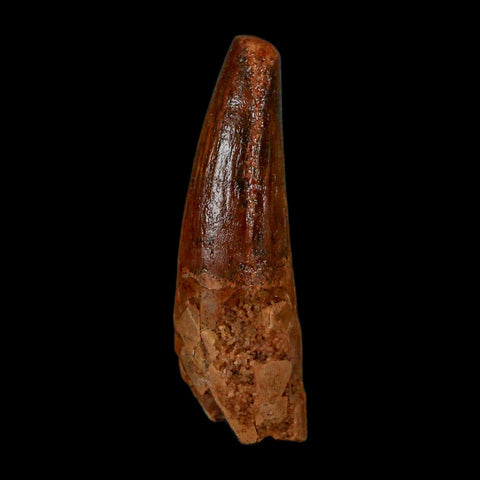 1.6" Spinosaurus Fossil Tooth 100 Million Years Old Cretaceous Dinosaur COA Stand - Fossil Age Minerals