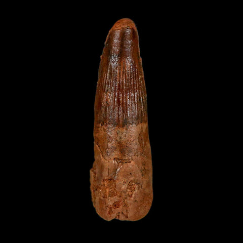 1.6" Spinosaurus Fossil Tooth 100 Million Years Old Cretaceous Dinosaur COA Stand - Fossil Age Minerals