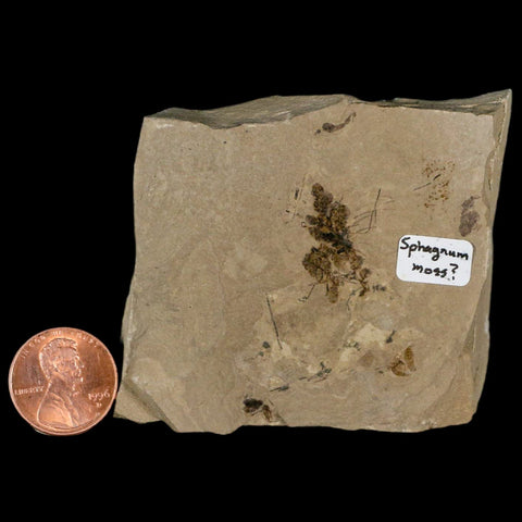 2.9" Fossil Sphagnum Moss Plant Green River Formation Uintah County Utah Eocene Age - Fossil Age Minerals
