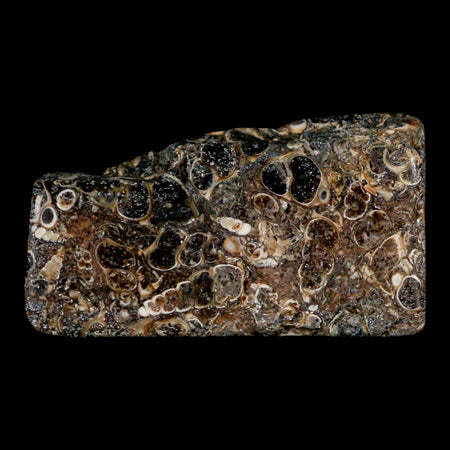 2.2" Polished Cut Slab Of Fossil Turritella Shells Eocene Age Wyoming Gastropod Shells