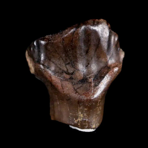 0.5" Ankylosaurus Fossil Tooth Judith River FM Cretaceous Dinosaur MT COA & Display - Fossil Age Minerals