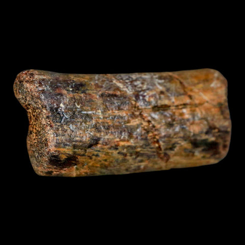 2" Mosasaur Fossil Rib Section Cretaceous Dinosaur Era Texas Ozan FM COA - Fossil Age Minerals