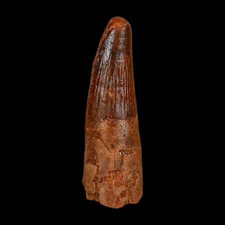1.6" Spinosaurus Fossil Tooth 100 Million Years Old Cretaceous Dinosaur COA Stand