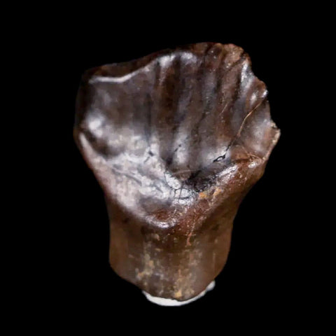 0.5" Ankylosaurus Fossil Tooth Judith River FM Cretaceous Dinosaur MT COA & Display - Fossil Age Minerals