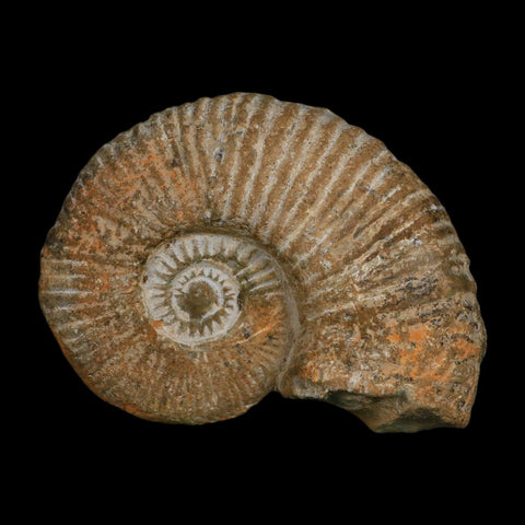 4.6" Acanthoceras Ammonite Fossil Agadir Morocco 360 Million Year Old COA - Fossil Age Minerals