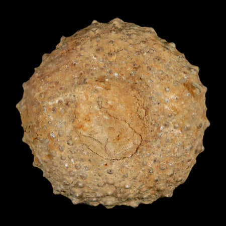 29MM Detailed Fossil Tetragramma Marticense Sea Urchin Echinoid Cretaceous