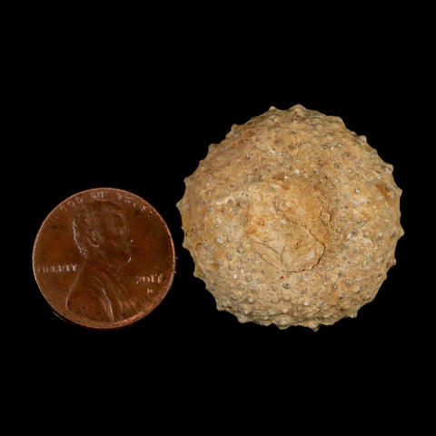 29MM Detailed Fossil Tetragramma Marticense Sea Urchin Echinoid Cretaceous