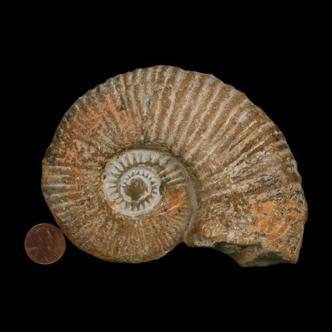 4.6" Acanthoceras Ammonite Fossil Agadir Morocco 360 Million Year Old COA - Fossil Age Minerals