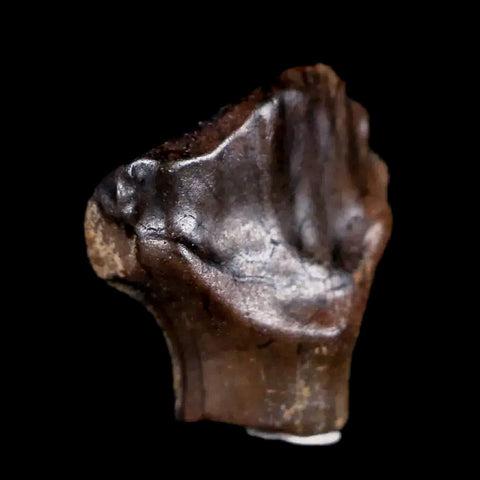 0.5" Ankylosaurus Fossil Tooth Judith River FM Cretaceous Dinosaur MT COA & Display - Fossil Age Minerals