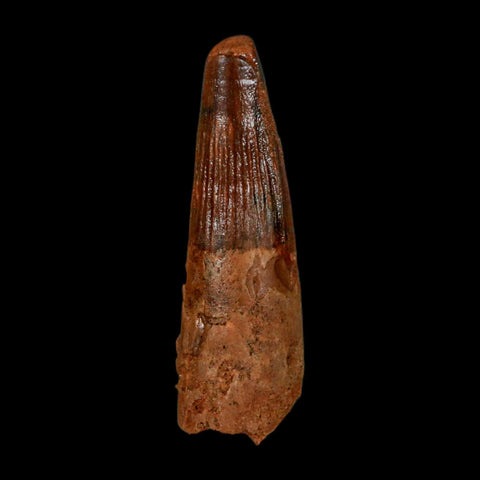 1.6" Spinosaurus Fossil Tooth 100 Million Years Old Cretaceous Dinosaur COA Stand - Fossil Age Minerals