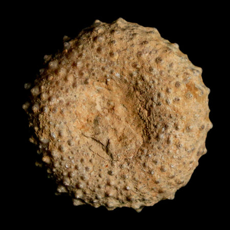 29MM Detailed Fossil Tetragramma Marticense Sea Urchin Echinoid Cretaceous