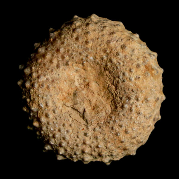 29MM Detailed Fossil Tetragramma Marticense Sea Urchin Echinoid Cretaceous