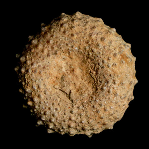 29MM Detailed Fossil Tetragramma Marticense Sea Urchin Echinoid Cretaceous