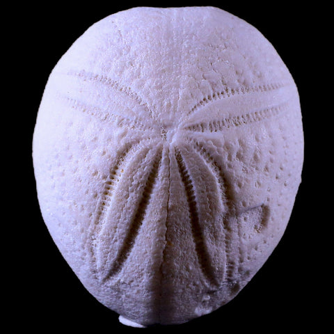 2.4" Sea Urchin Eupatagus Antillaruim Eocene Echinoid 38 Mil Yrs Old Ocala Florida - Fossil Age Minerals