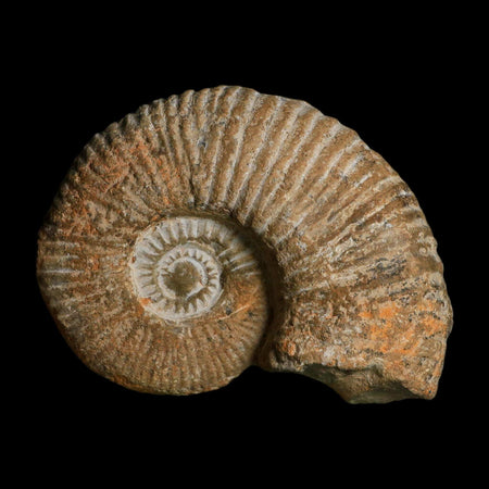 4.6" Acanthoceras Ammonite Fossil Agadir Morocco 360 Million Year Old COA