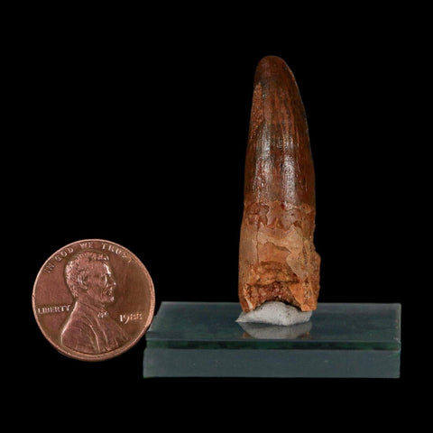 1.6" Spinosaurus Fossil Tooth 100 Million Years Old Cretaceous Dinosaur COA Stand - Fossil Age Minerals