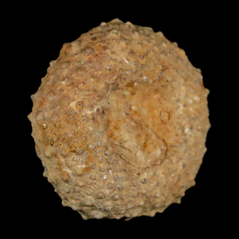 29MM Detailed Fossil Tetragramma Marticense Sea Urchin Echinoid Cretaceous