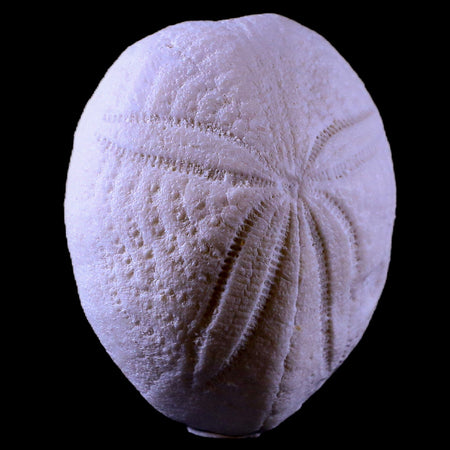 2.4" Sea Urchin Eupatagus Antillaruim Eocene Echinoid 38 Mil Yrs Old Ocala Florida