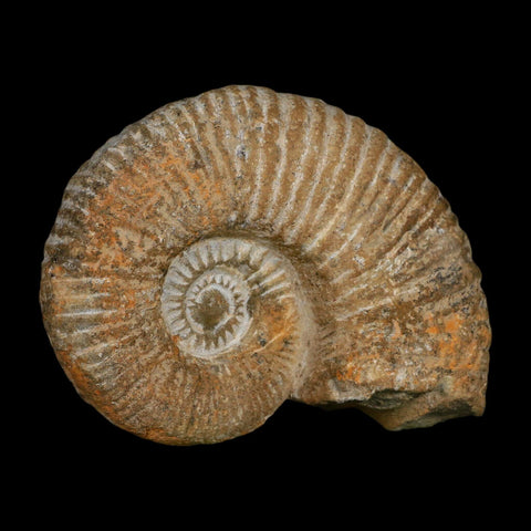 4.6" Acanthoceras Ammonite Fossil Agadir Morocco 360 Million Year Old COA - Fossil Age Minerals