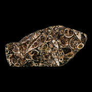 2.6" Polished Cut Slab Of Fossil Turritella Shells Eocene Age Wyoming Gastropod Shells