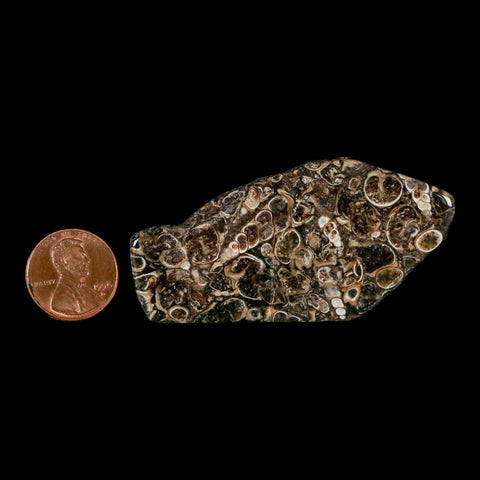 2.6" Polished Cut Slab Of Fossil Turritella Shells Eocene Age Wyoming Gastropod Shells - Fossil Age Minerals