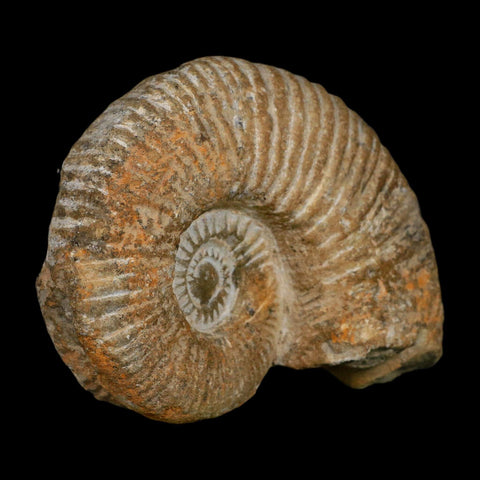 4.6" Acanthoceras Ammonite Fossil Agadir Morocco 360 Million Year Old COA - Fossil Age Minerals