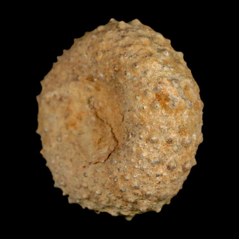 29MM Detailed Fossil Tetragramma Marticense Sea Urchin Echinoid Cretaceous