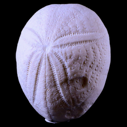2.4" Sea Urchin Eupatagus Antillaruim Eocene Echinoid 38 Mil Yrs Old Ocala Florida - Fossil Age Minerals