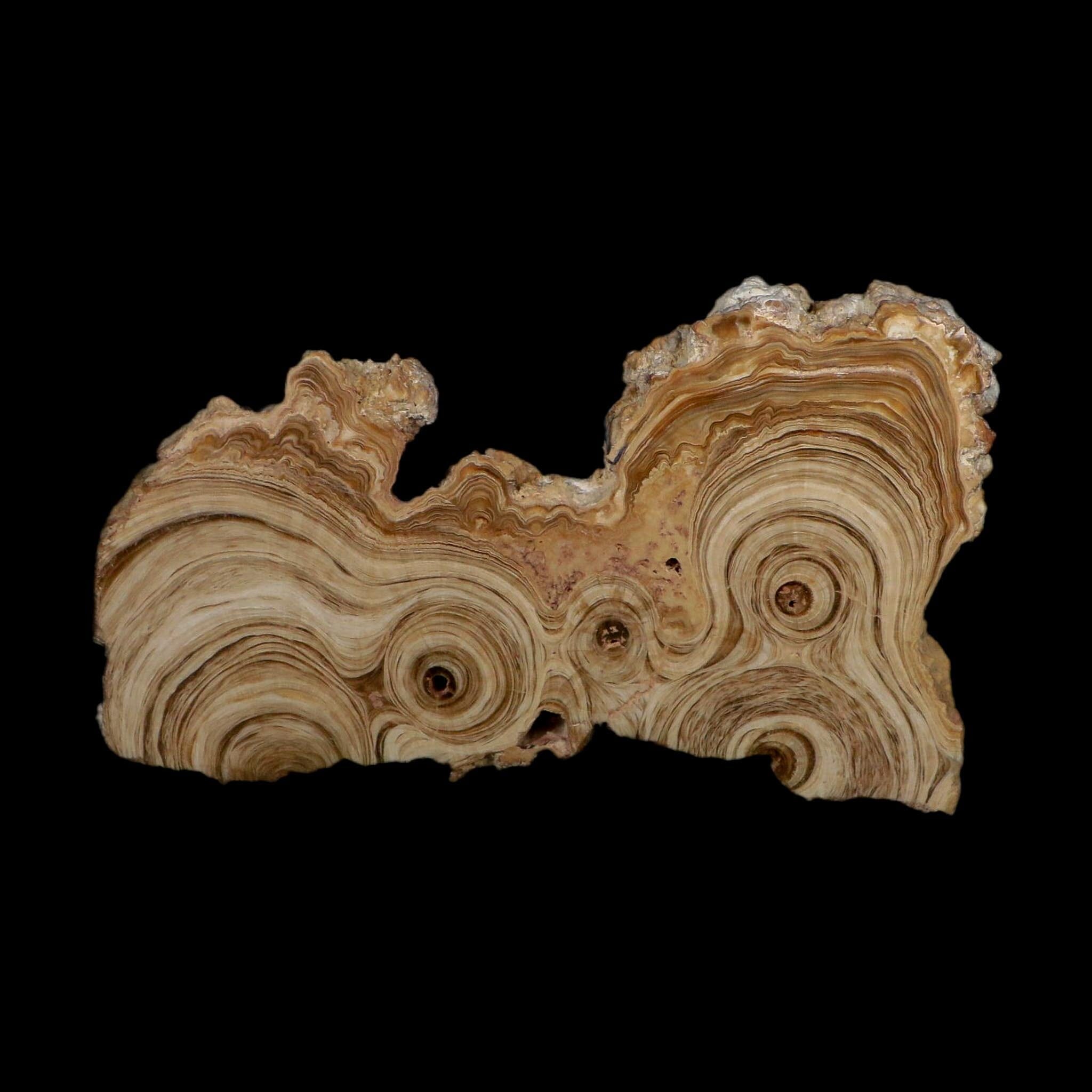 5.4" Aragonite Stalactite Slice Cave Calcite Crystal Mineral Specimen Morocco