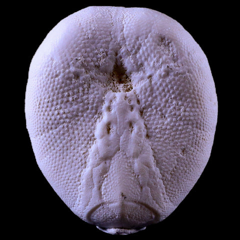 2.4" Sea Urchin Eupatagus Antillaruim Eocene Echinoid 38 Mil Yrs Old Ocala Florida - Fossil Age Minerals