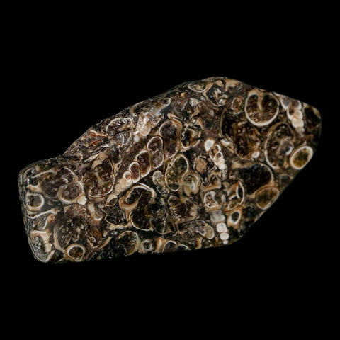 2.6" Polished Cut Slab Of Fossil Turritella Shells Eocene Age Wyoming Gastropod Shells - Fossil Age Minerals