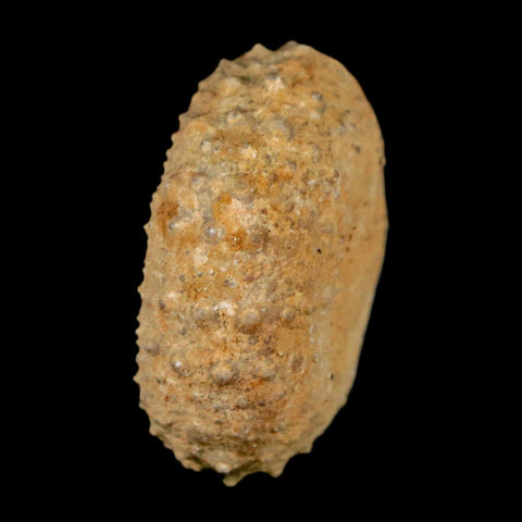 29MM Detailed Fossil Tetragramma Marticense Sea Urchin Echinoid Cretaceous