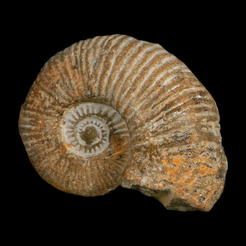 4.6" Acanthoceras Ammonite Fossil Agadir Morocco 360 Million Year Old COA - Fossil Age Minerals
