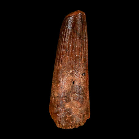 1.4" Spinosaurus Fossil Tooth 100 Million Years Old Cretaceous Dinosaur COA Stand