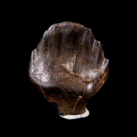 0.4" Ankylosaurus Fossil Tooth Judith River FM Cretaceous Dinosaur MT COA & Display - Fossil Age Minerals