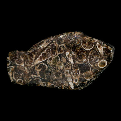 2.6" Polished Cut Slab Of Fossil Turritella Shells Eocene Age Wyoming Gastropod Shells - Fossil Age Minerals