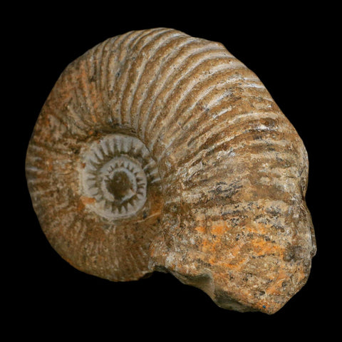 4.6" Acanthoceras Ammonite Fossil Agadir Morocco 360 Million Year Old COA - Fossil Age Minerals