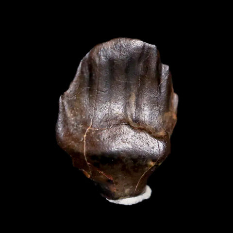 0.4" Ankylosaurus Fossil Tooth Judith River FM Cretaceous Dinosaur MT COA & Display - Fossil Age Minerals
